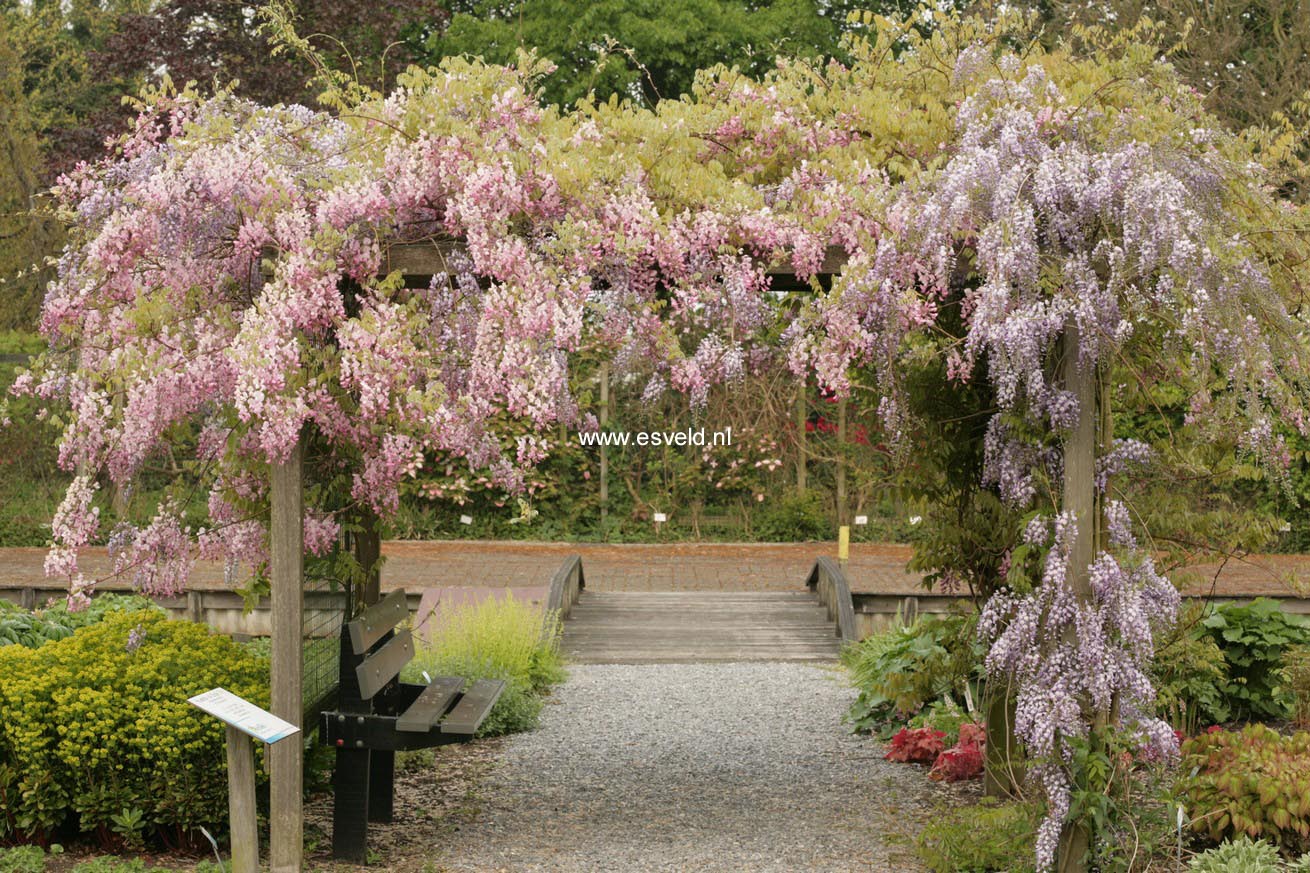 Wisteria floribunda 'Honbeni' (PinkIce/Rosea)