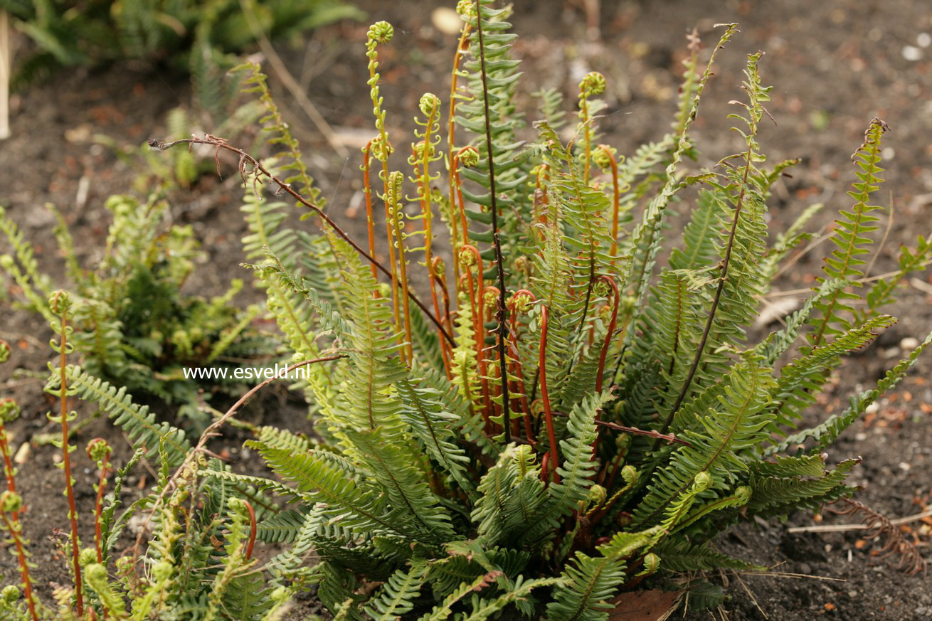 Blechnum spicant