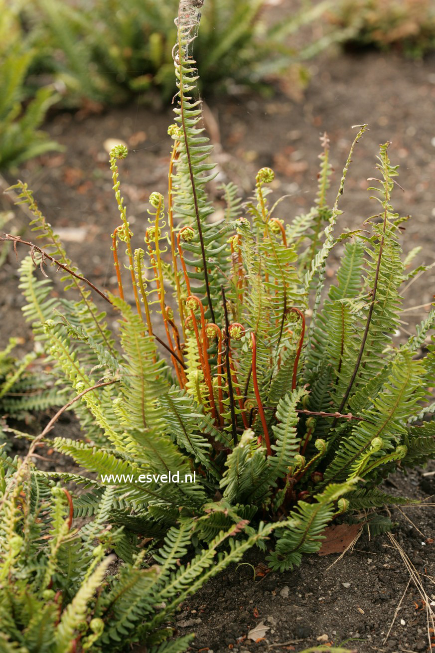 Blechnum spicant