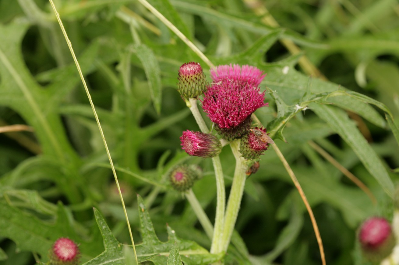 Cirsium rivulare 'Atropurpureum'