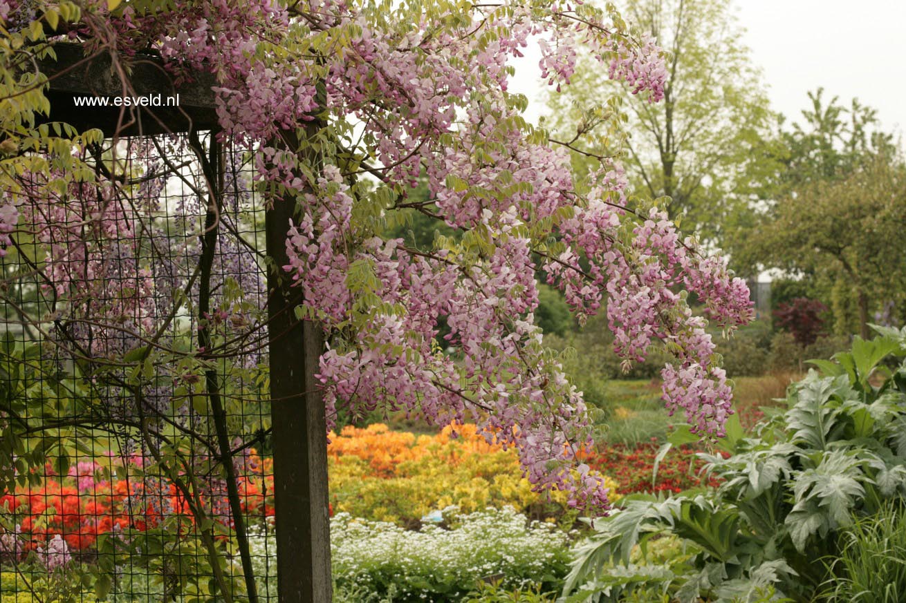 Wisteria floribunda 'Honbeni' (PinkIce/Rosea)