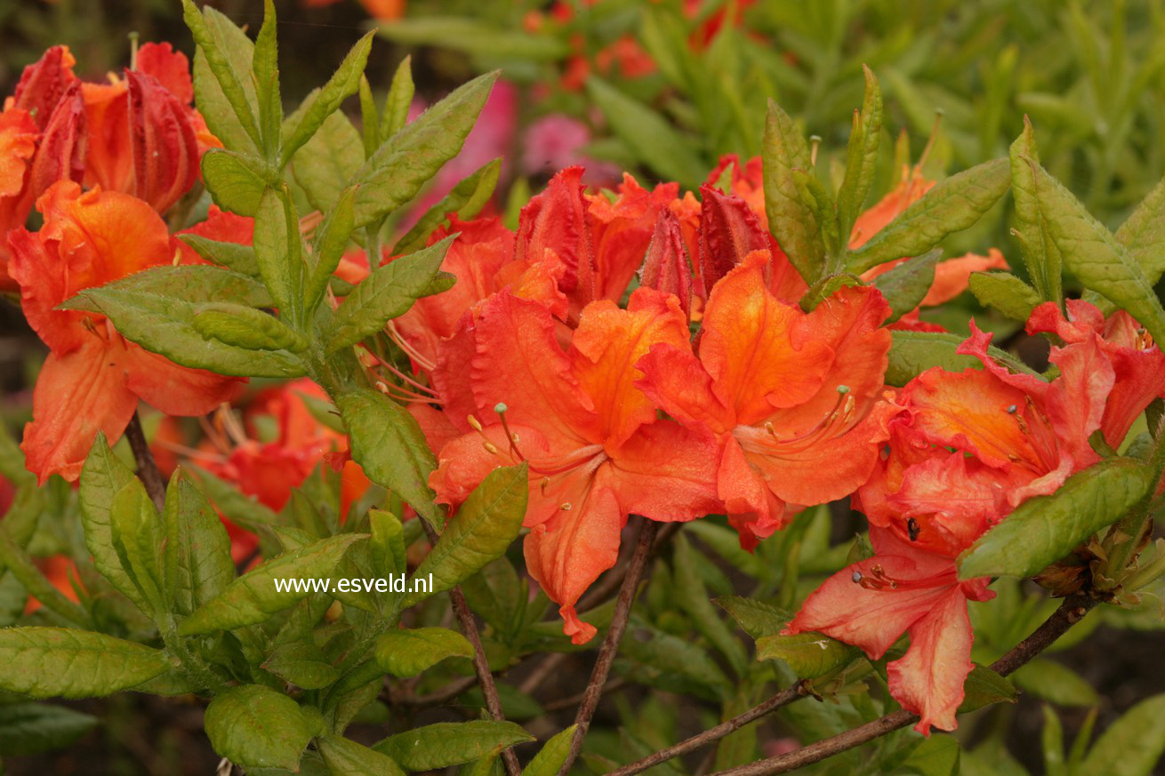 Azalea 'Balzac'