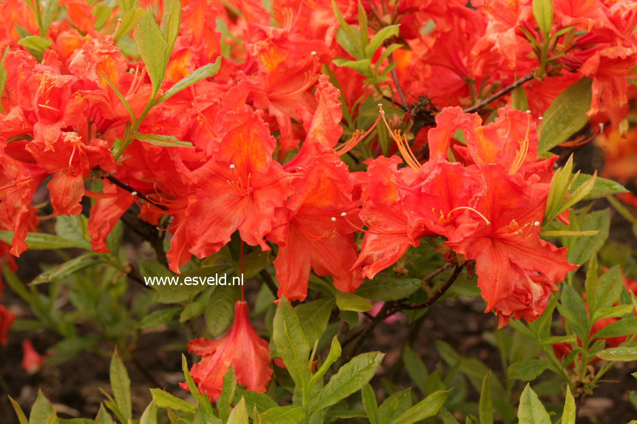 Plantentuin Esveld