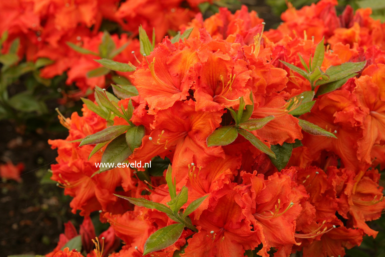 Azalea 'Gibraltar'