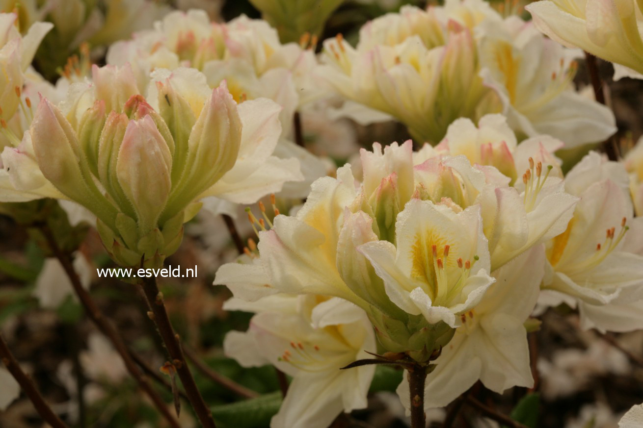 Azalea 'Persil'