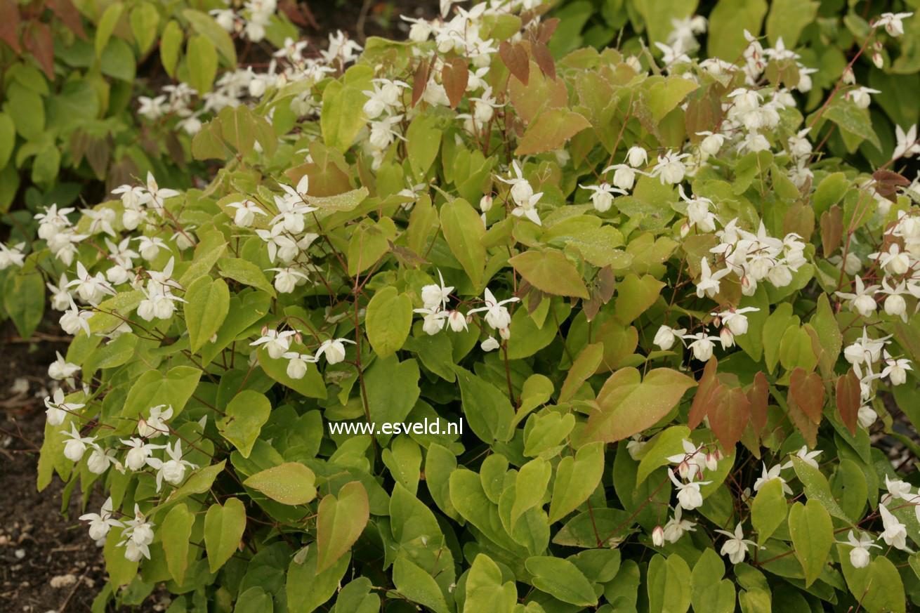 Epimedium youngianum 'Niveum'