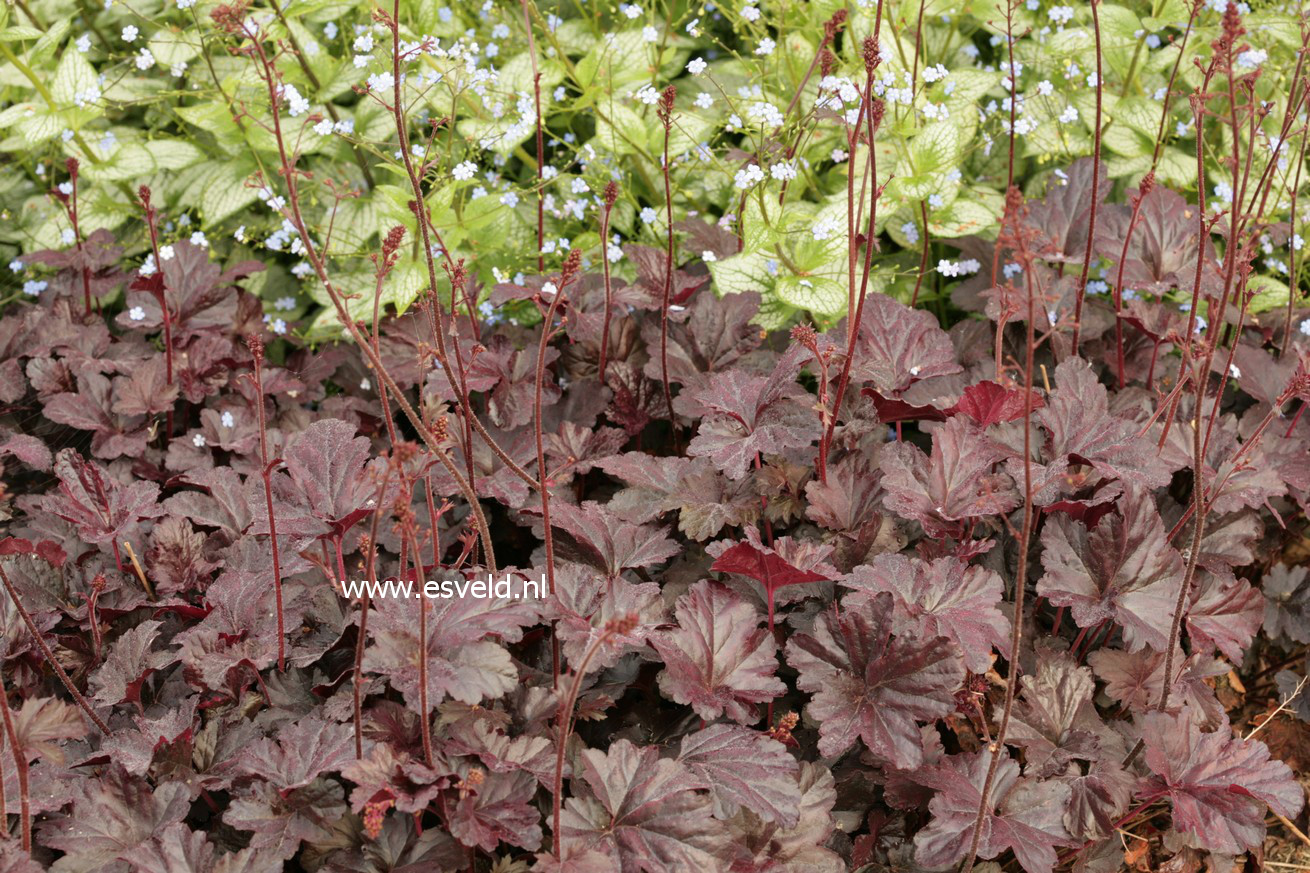 Heuchera 'Obsidian'