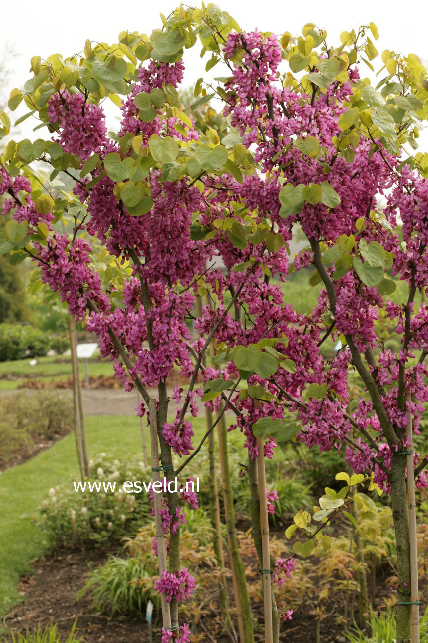 Cercis siliquastrum 'Bodnant'