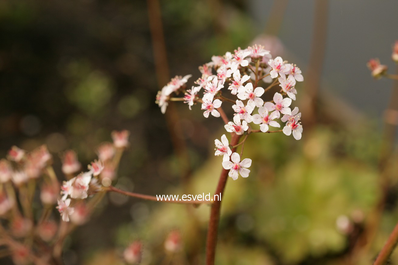 Darmera peltata