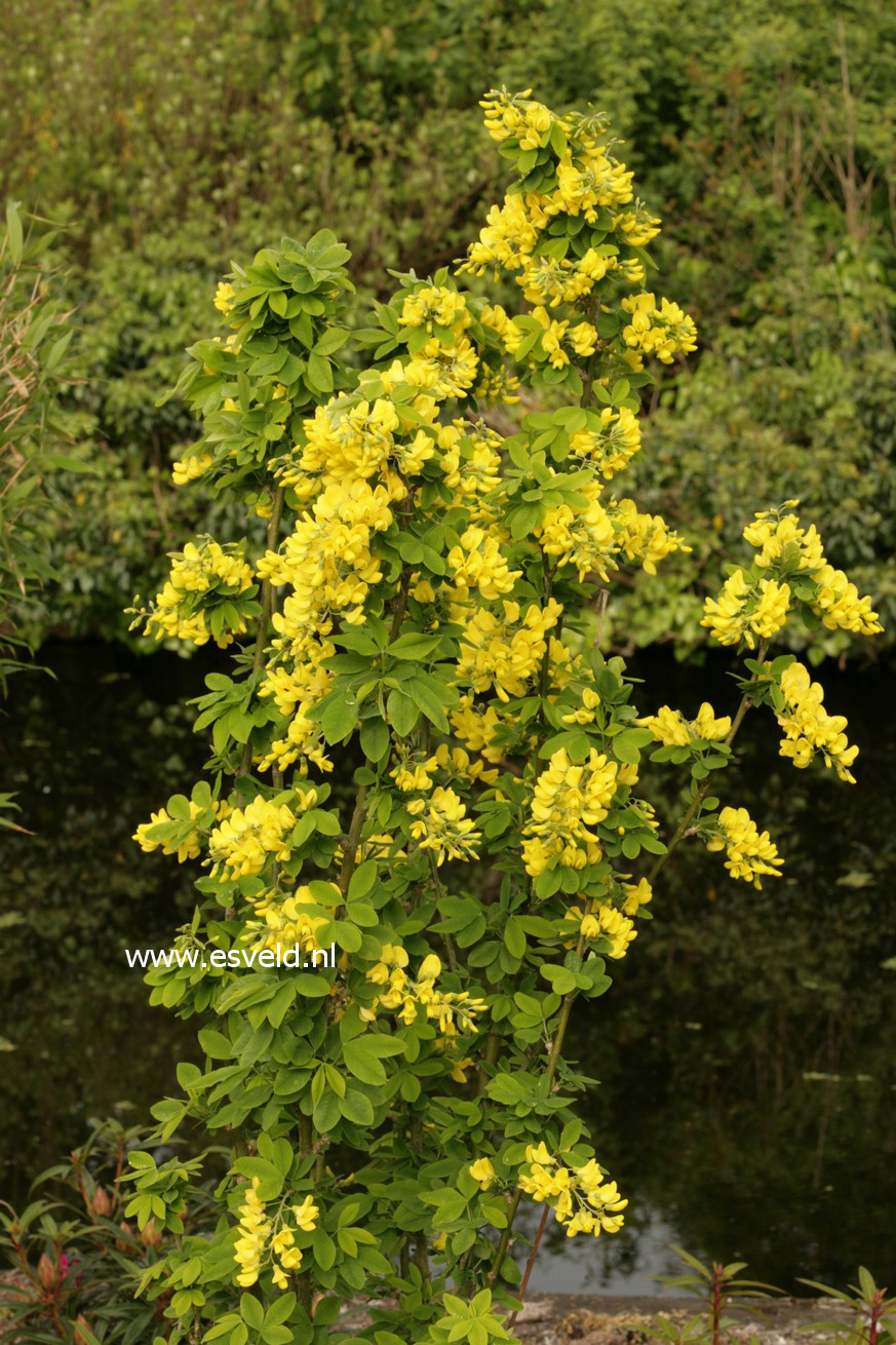 Laburnum anagyroides 'Sunspire'