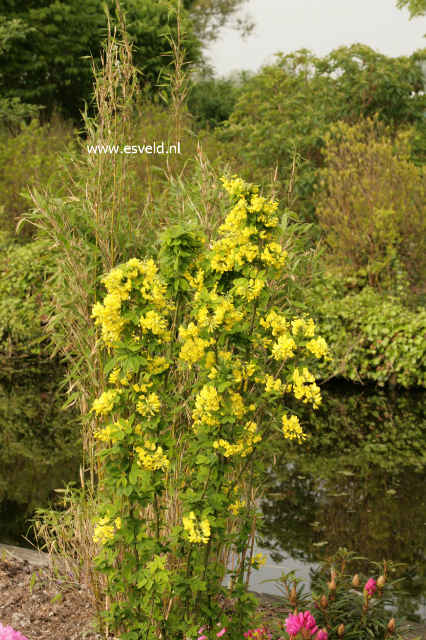 Laburnum anagyroides 'Sunspire'