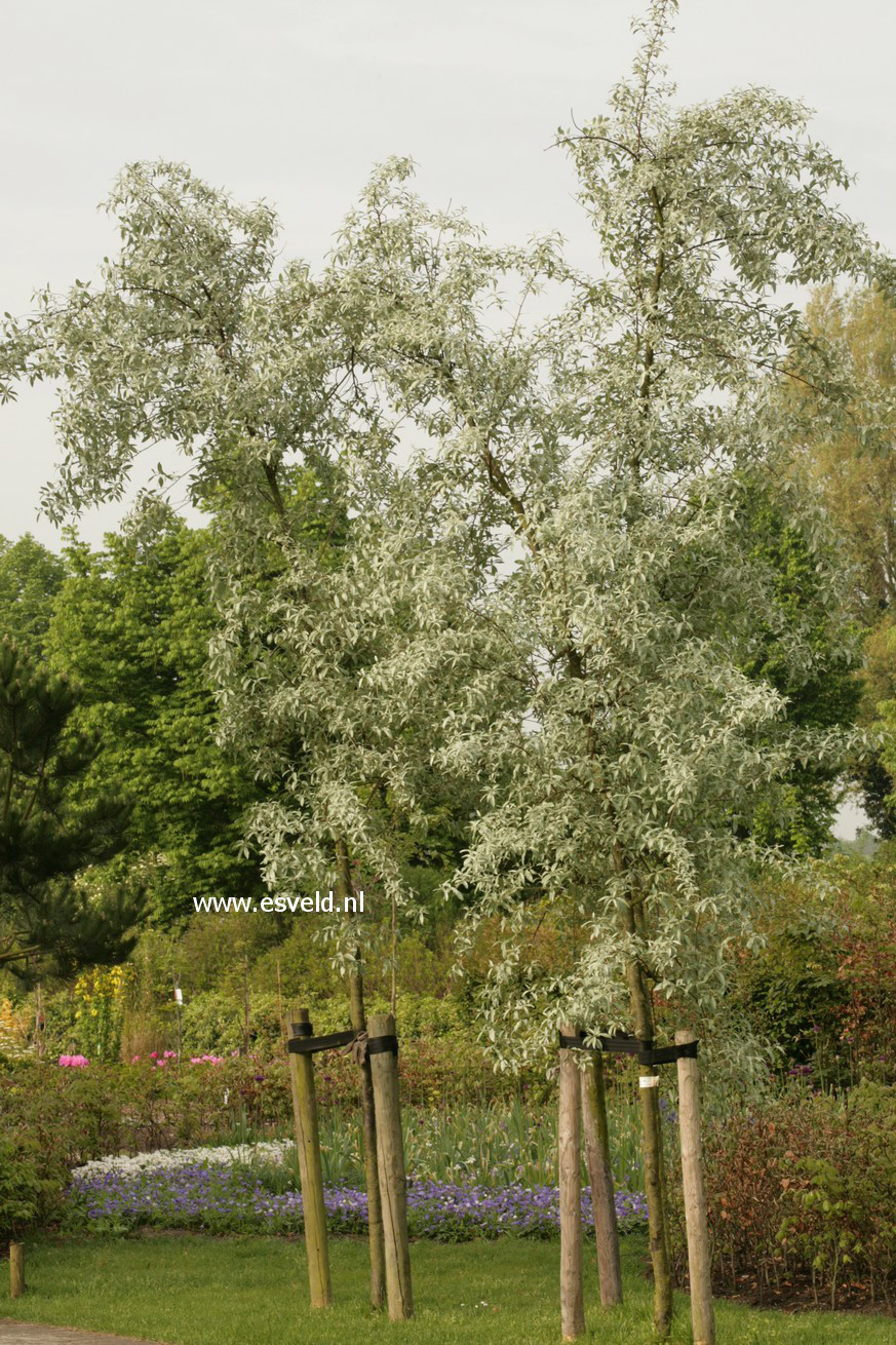 Elaeagnus 'Quicksilver'