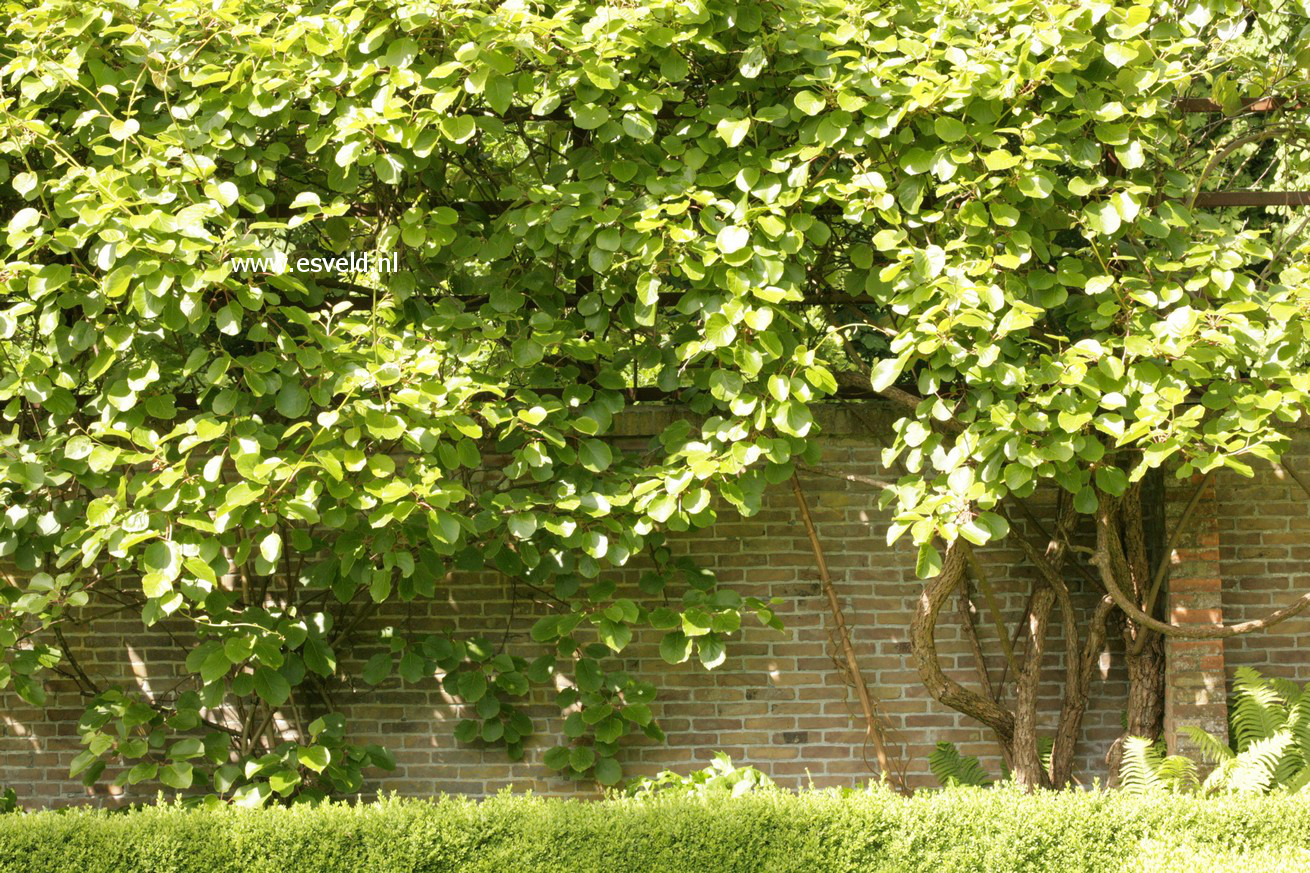 Actinidia deliciosa