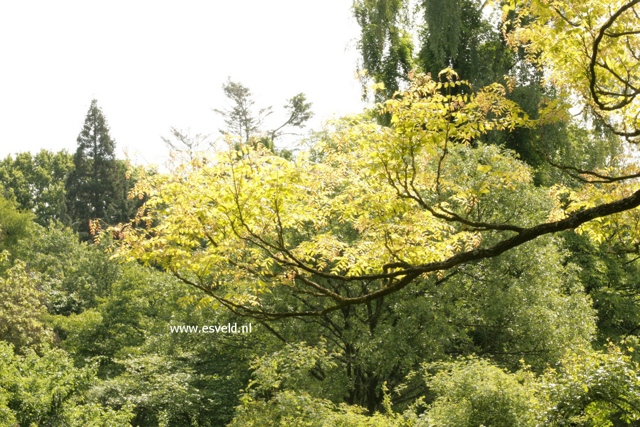 Gymnocladus dioica