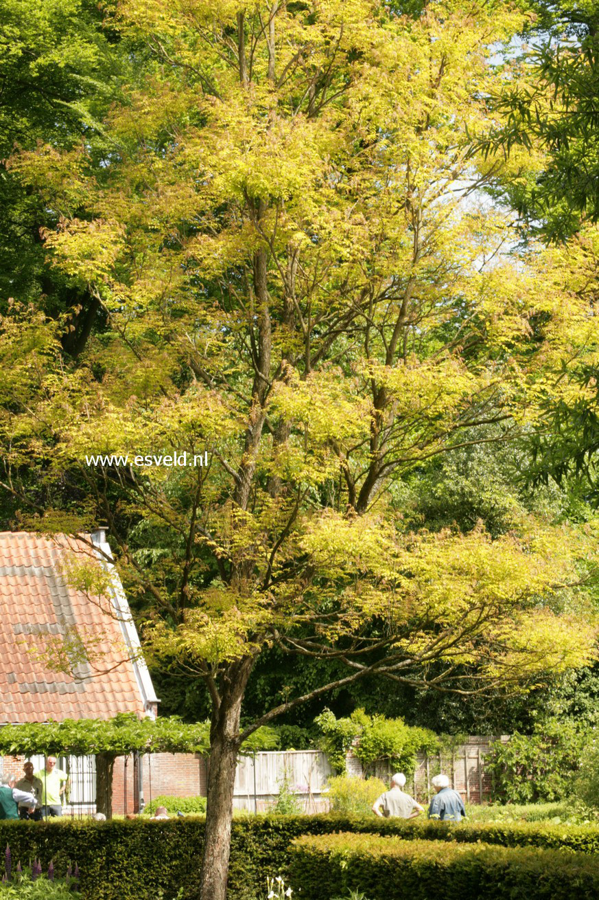 Gymnocladus dioica