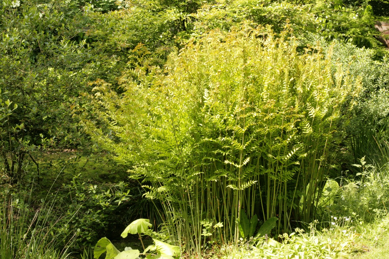 Osmunda regalis