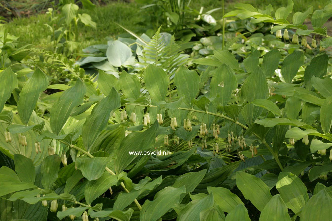 Polygonatum multiflorum