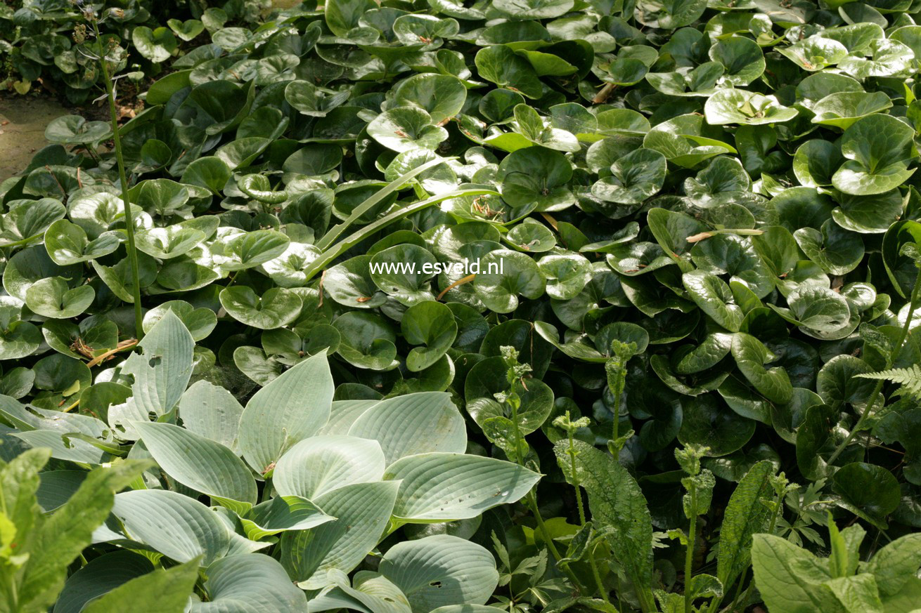 Asarum europaeum