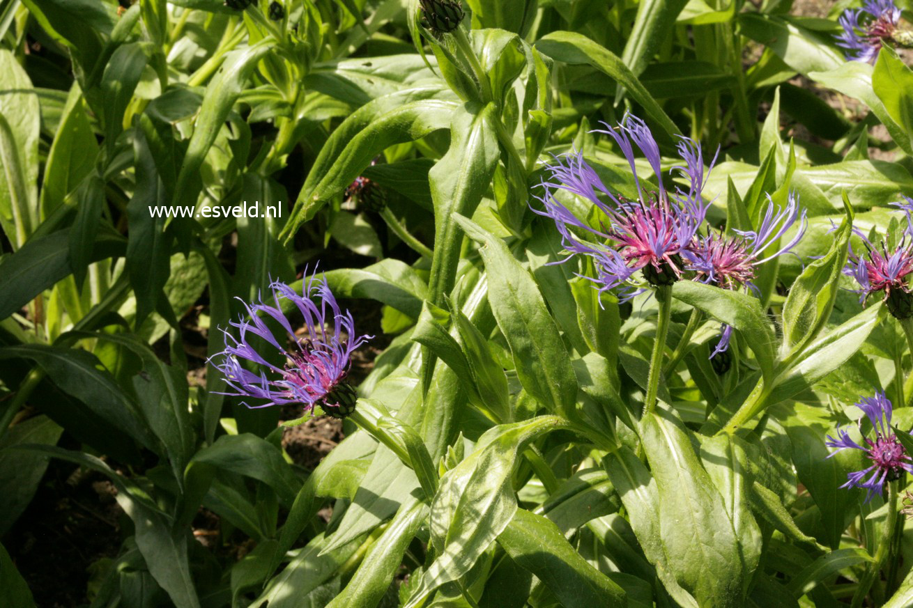 Centaurea montana