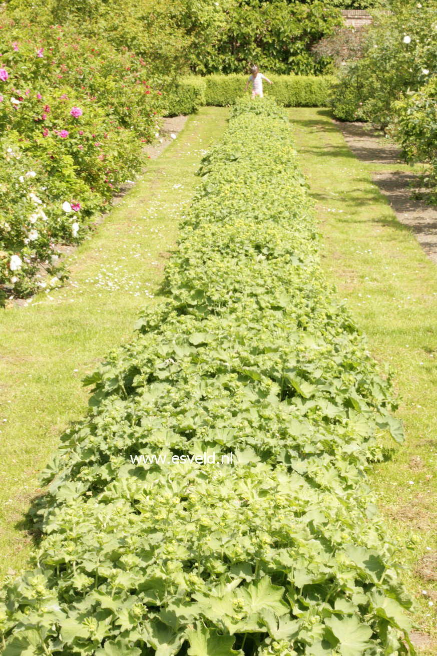 Alchemilla mollis