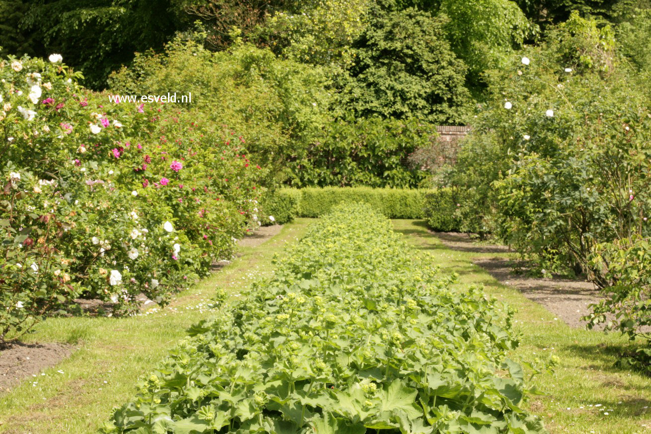 Alchemilla mollis