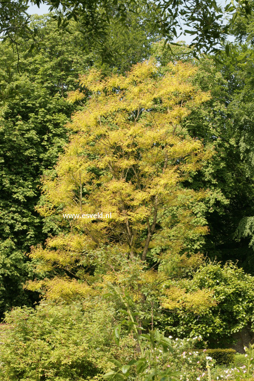 Gymnocladus dioica