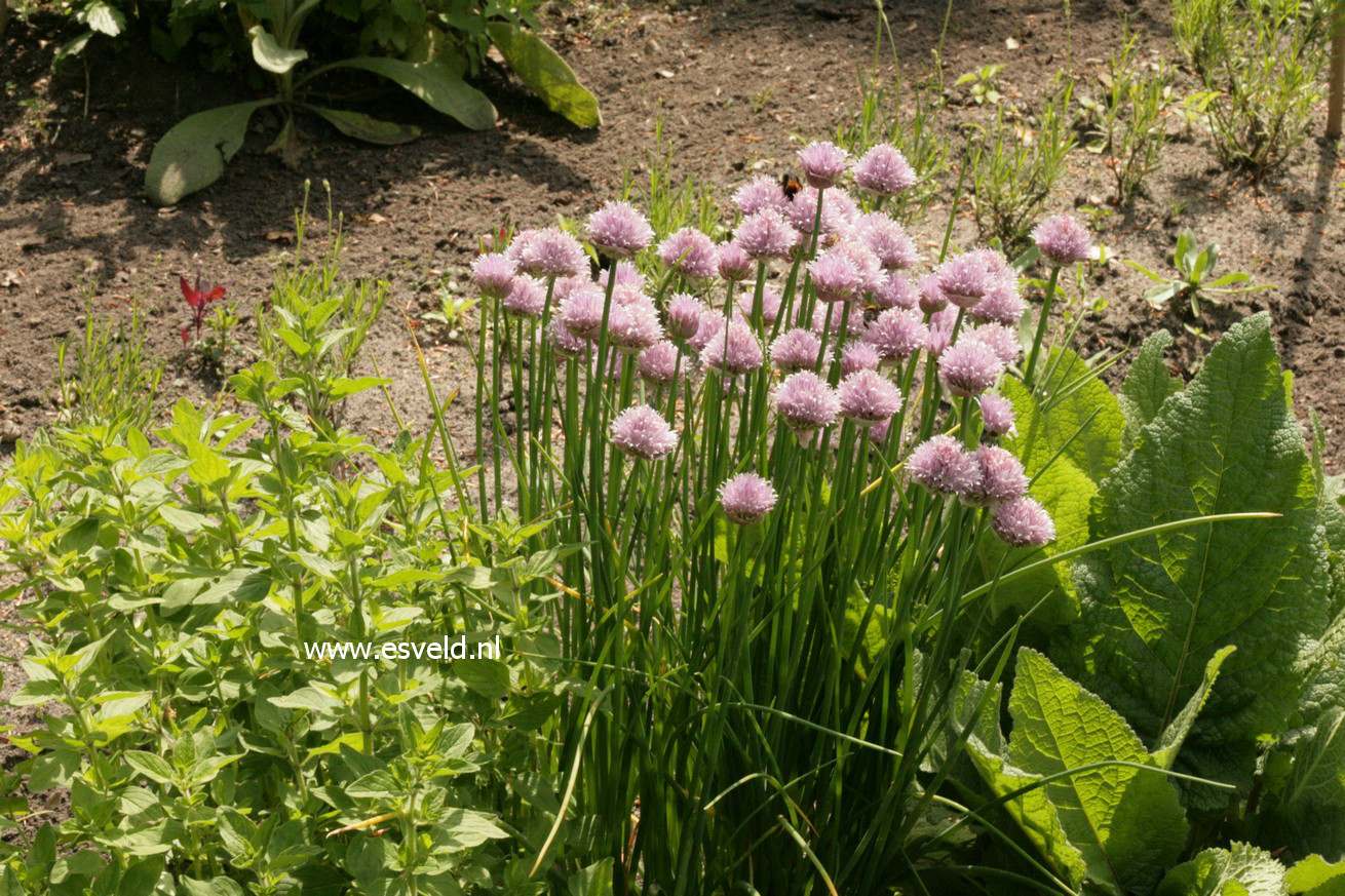 Allium schoenoprasum