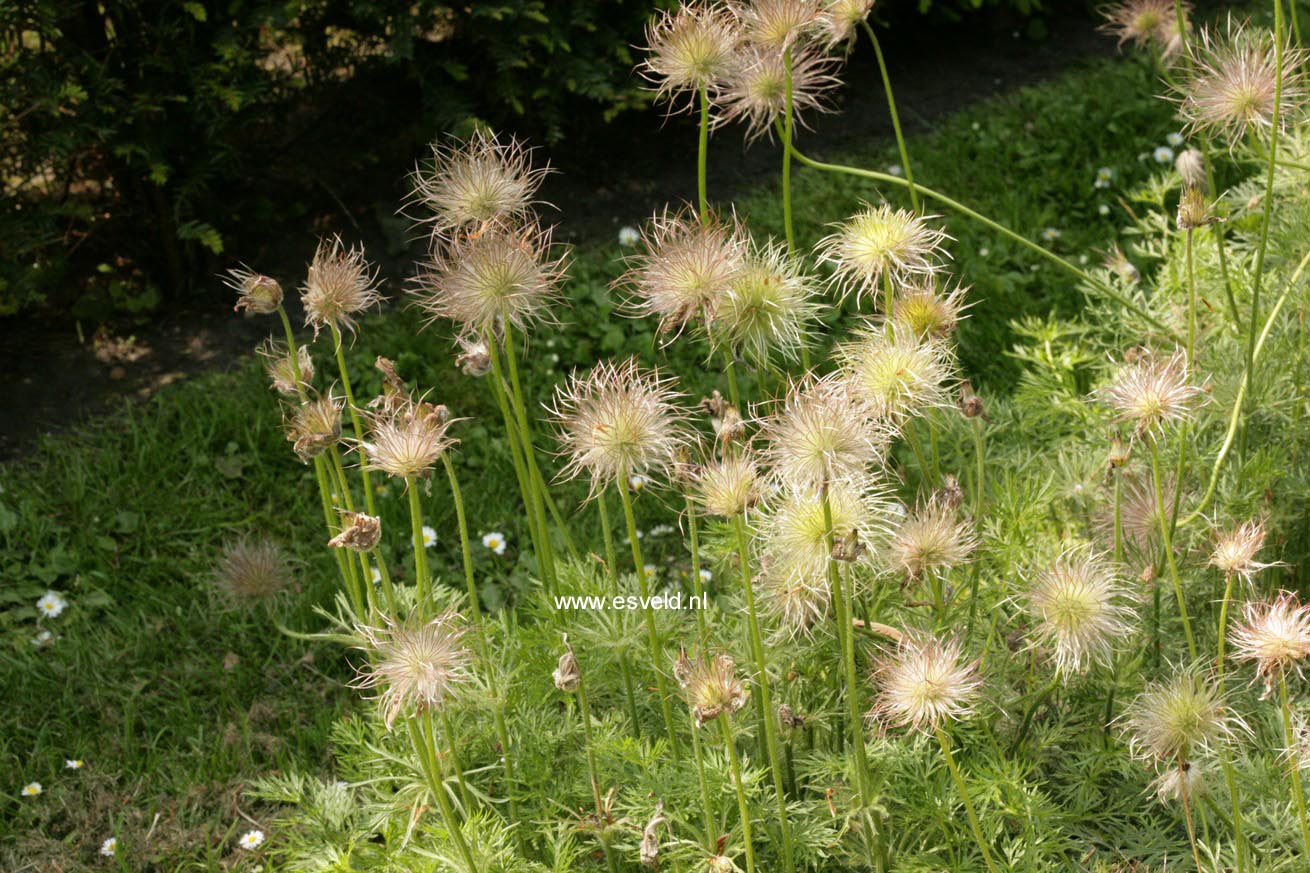 Pulsatilla vulgaris