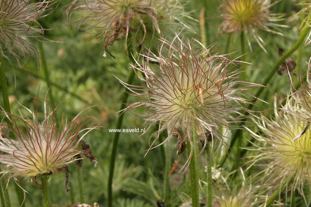 Pulsatilla vulgaris