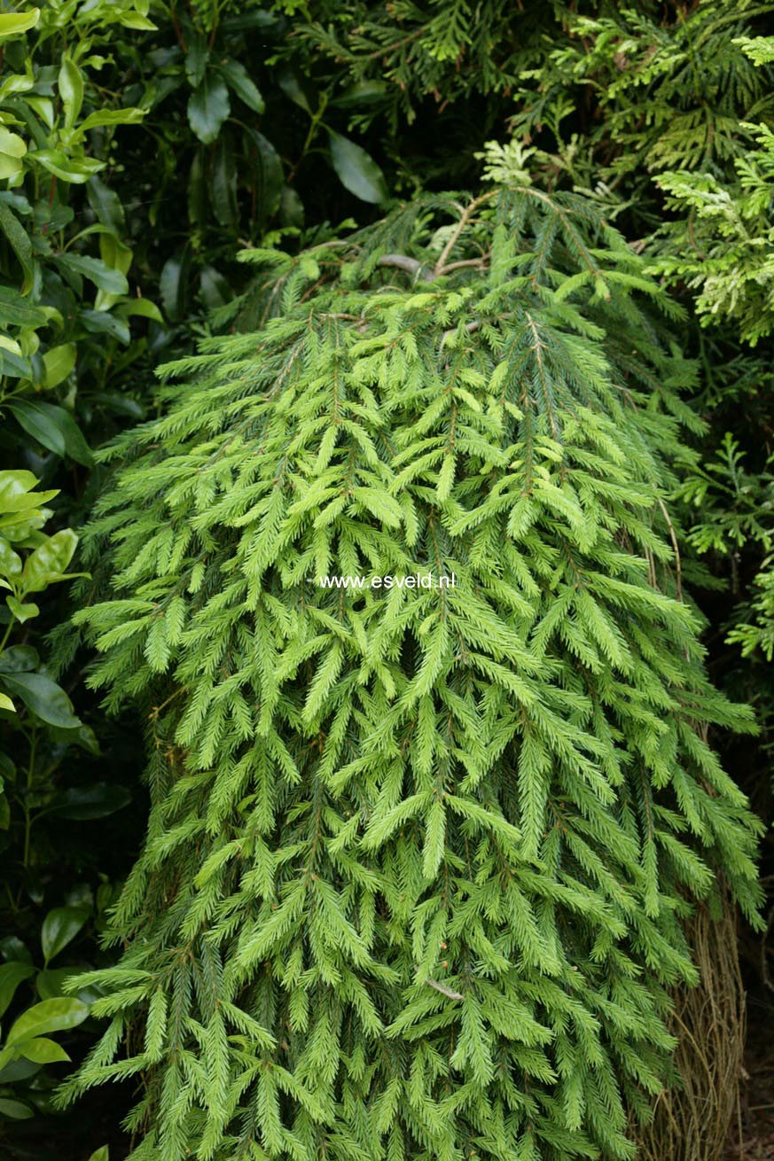 Picea abies 'Inversa'