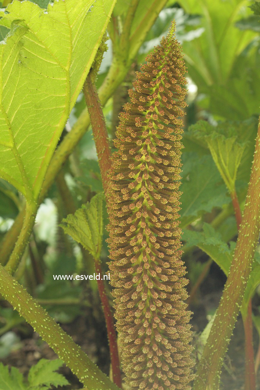 Gunnera manicata