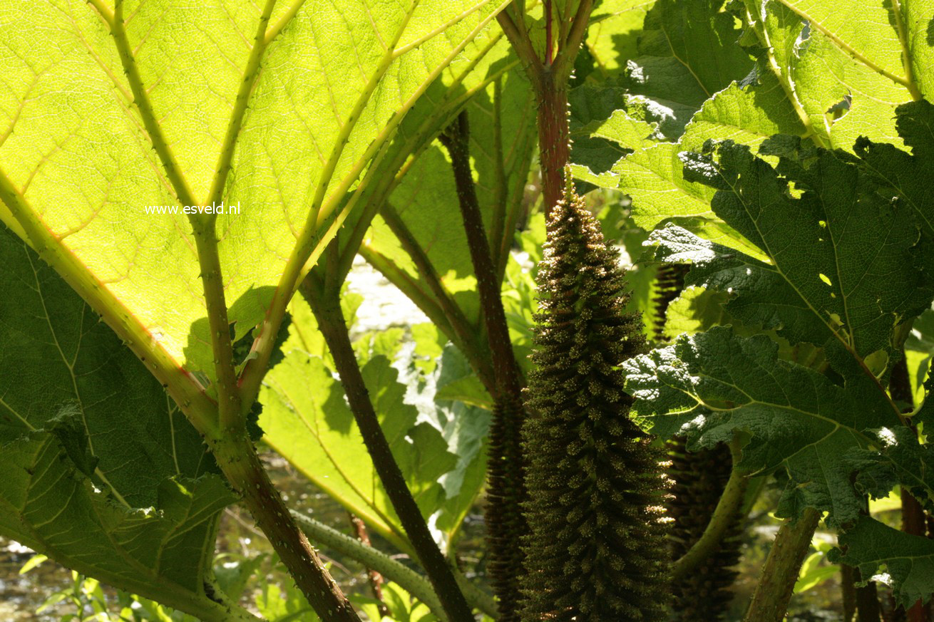 Gunnera manicata