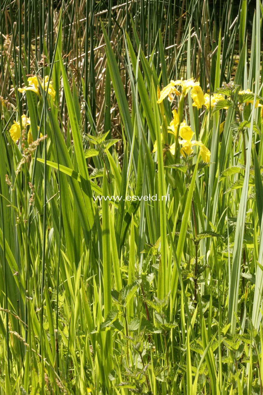 Iris pseudacorus