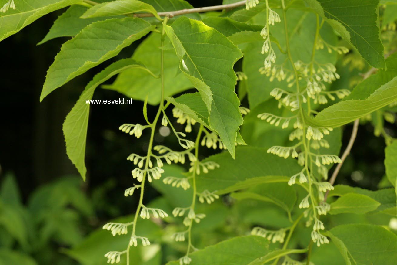 Pterostyrax hispida