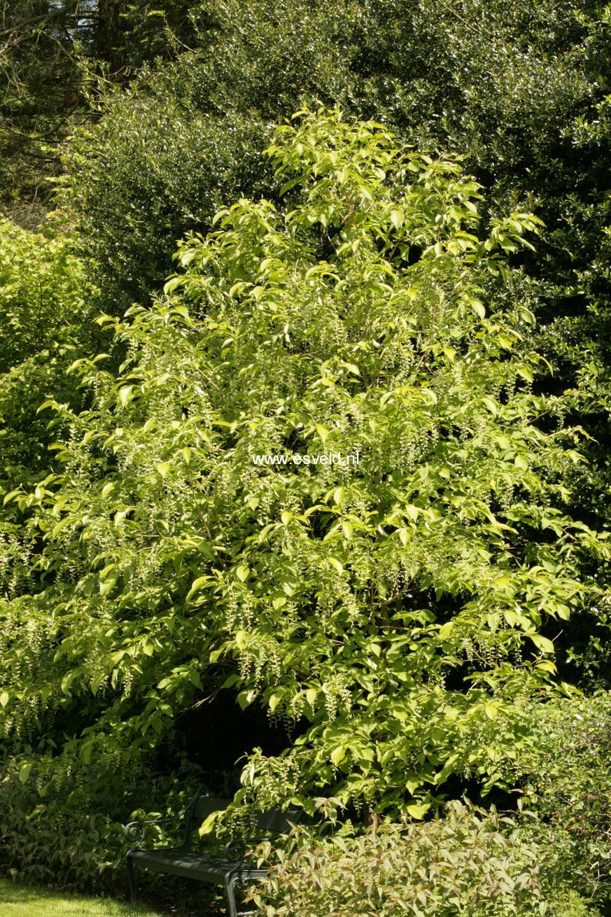 Pterostyrax hispida