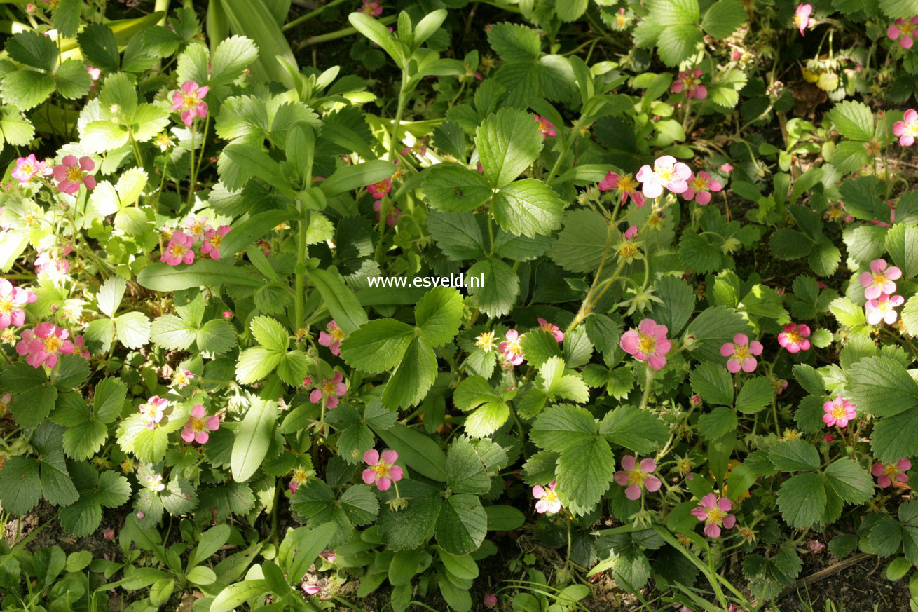 Fragaria 'Stockbolwi' (LIPSTICK)