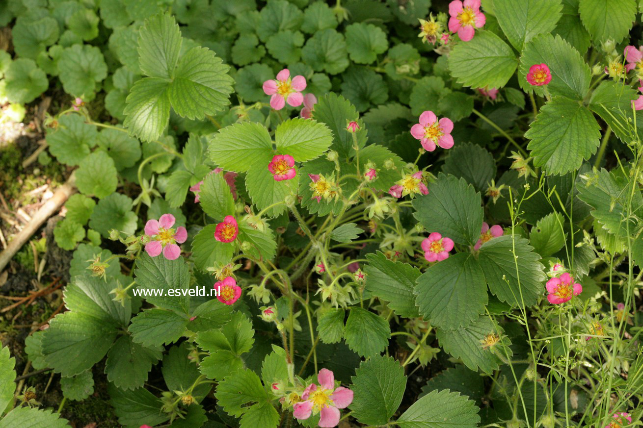 Fragaria 'Stockbolwi' (LIPSTICK)