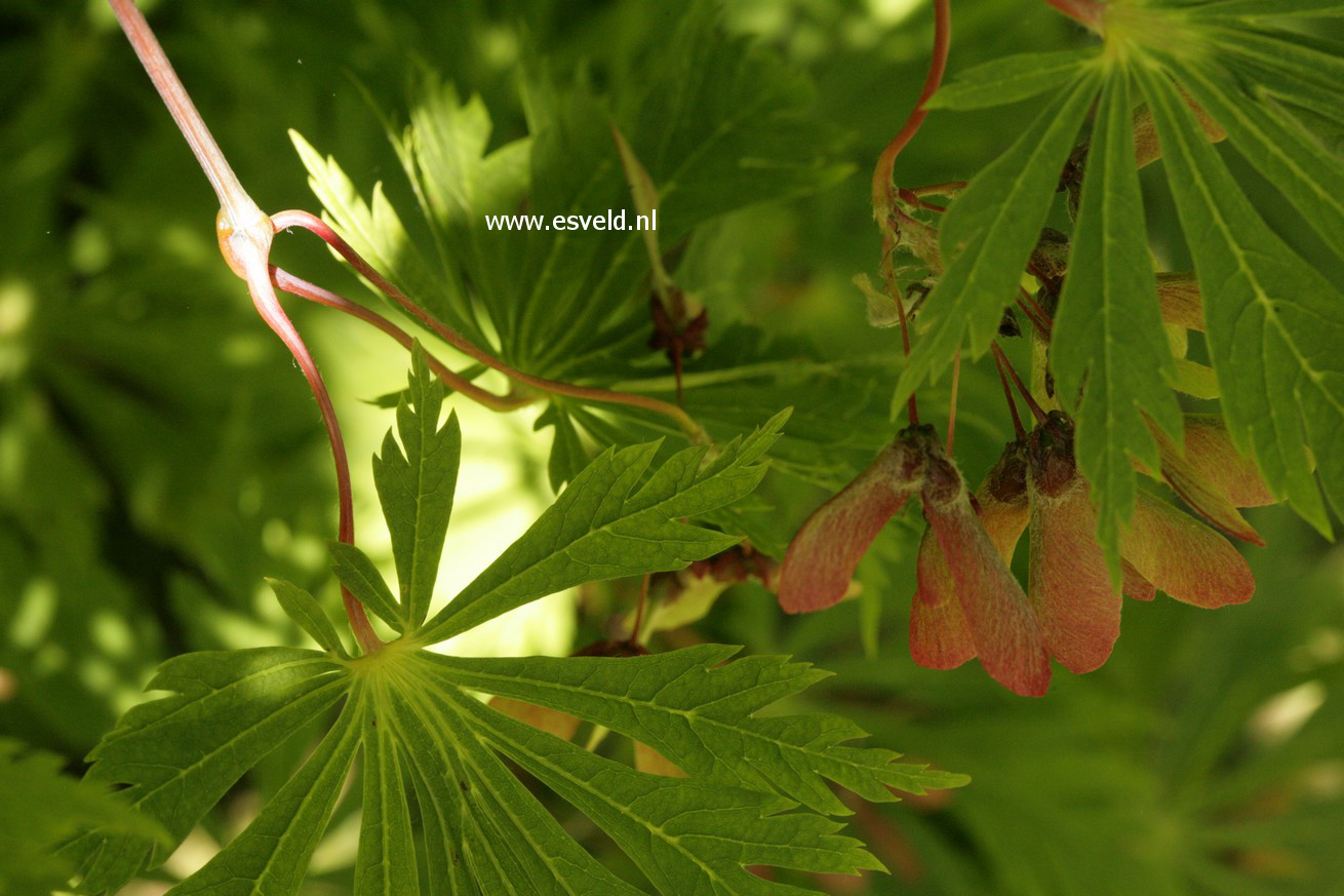 Acer japonicum 'Aconitifolium'