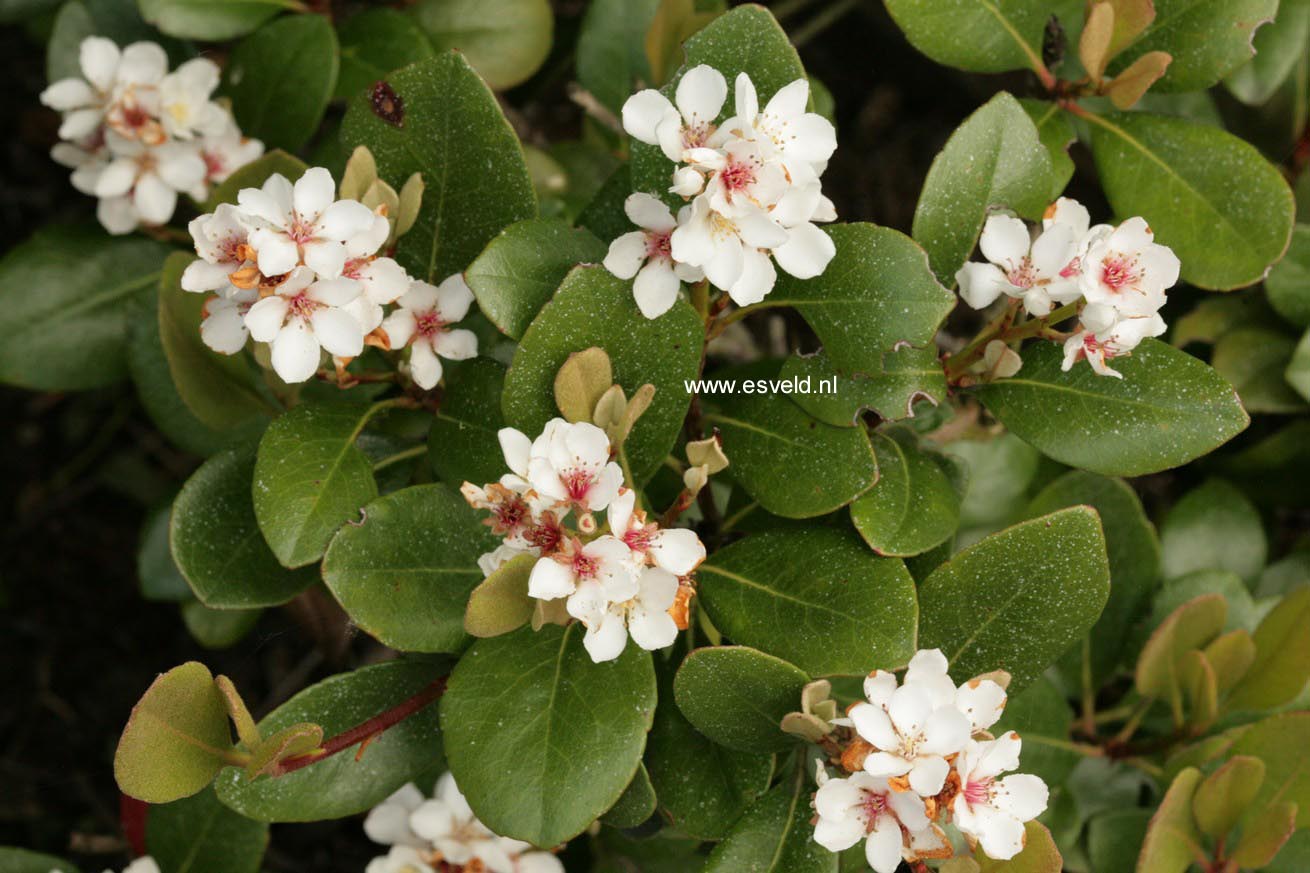 Rhaphiolepis umbellata