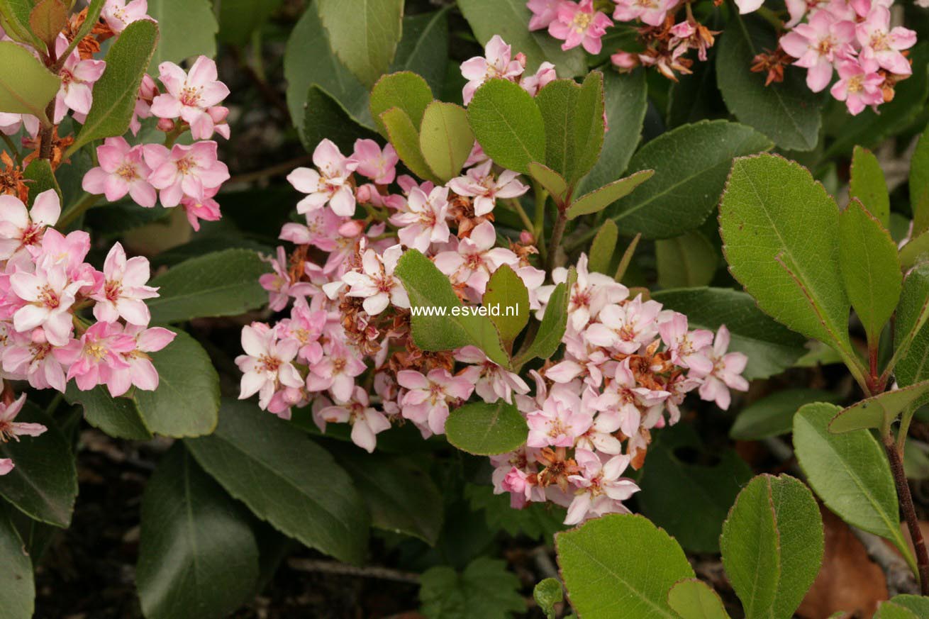 Rhaphiolepis indica 'Pink Cloud'