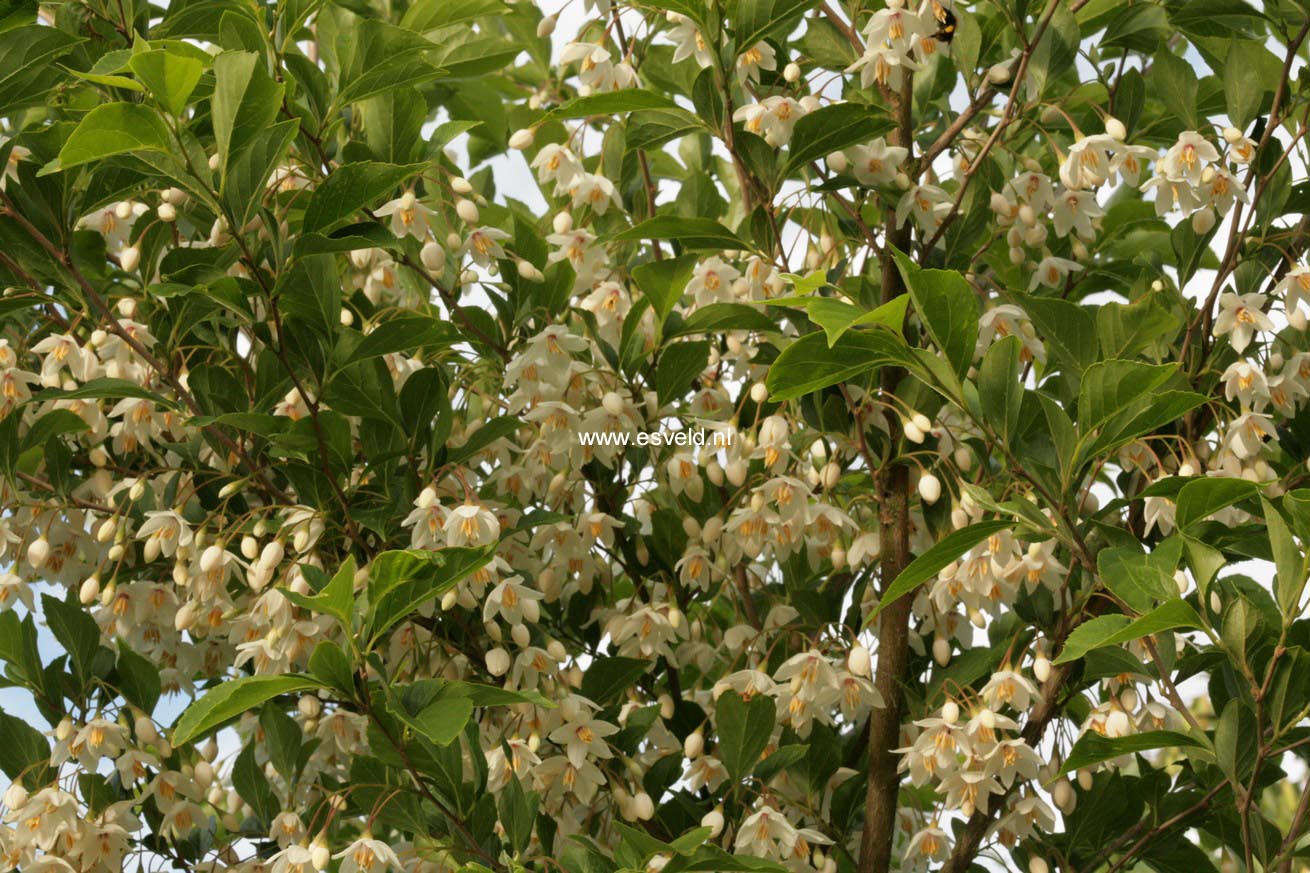 Styrax japonicus 'Snowfall'