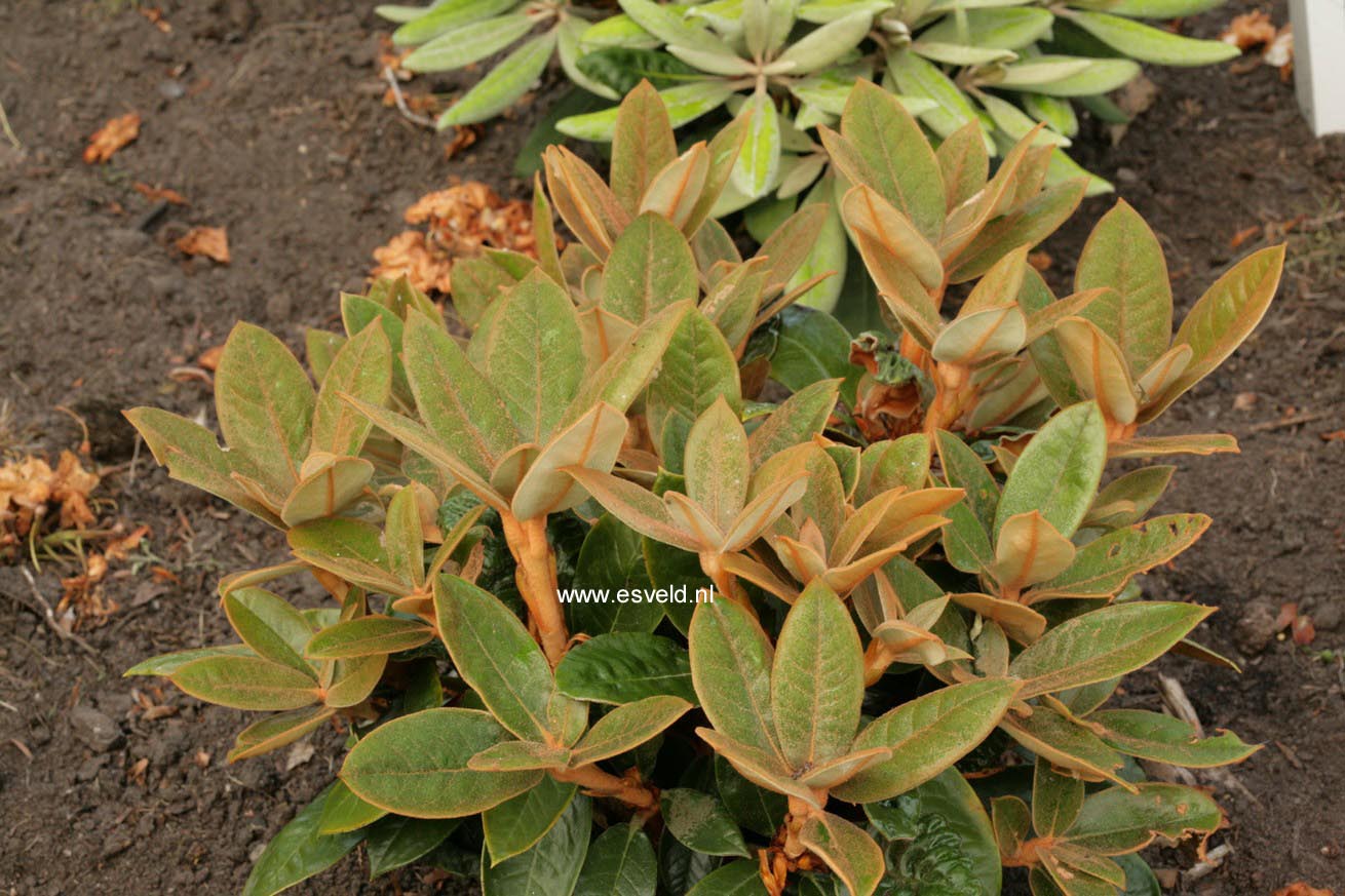 Rhododendron bureavii