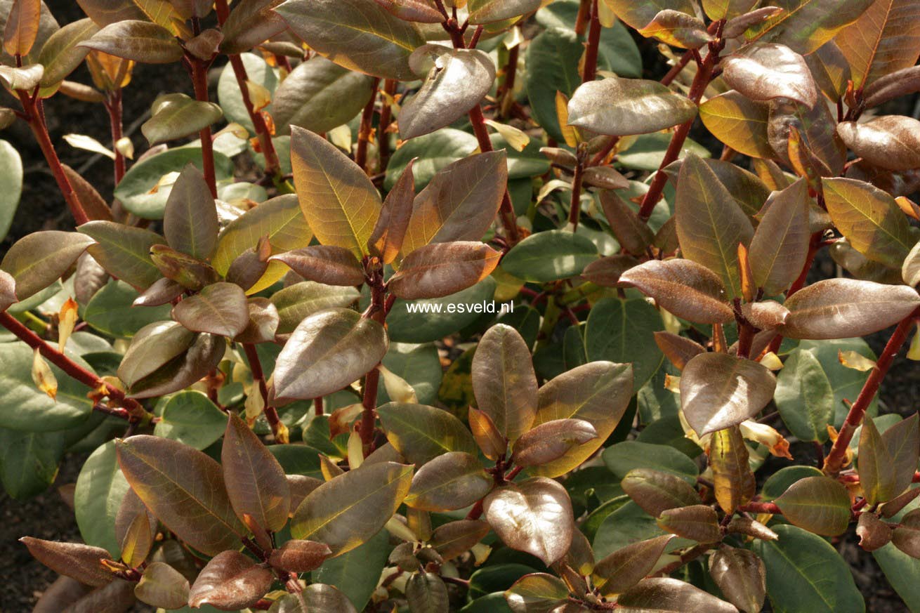 Rhododendron 'Wilgens Surprise'