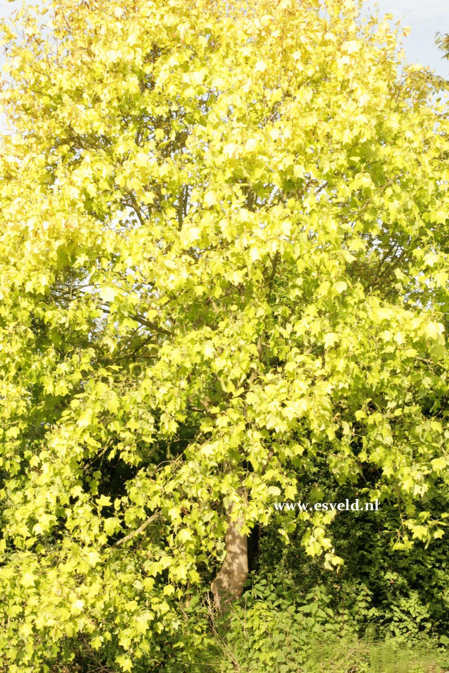 Liriodendron tulipifera 'Glen Gold'