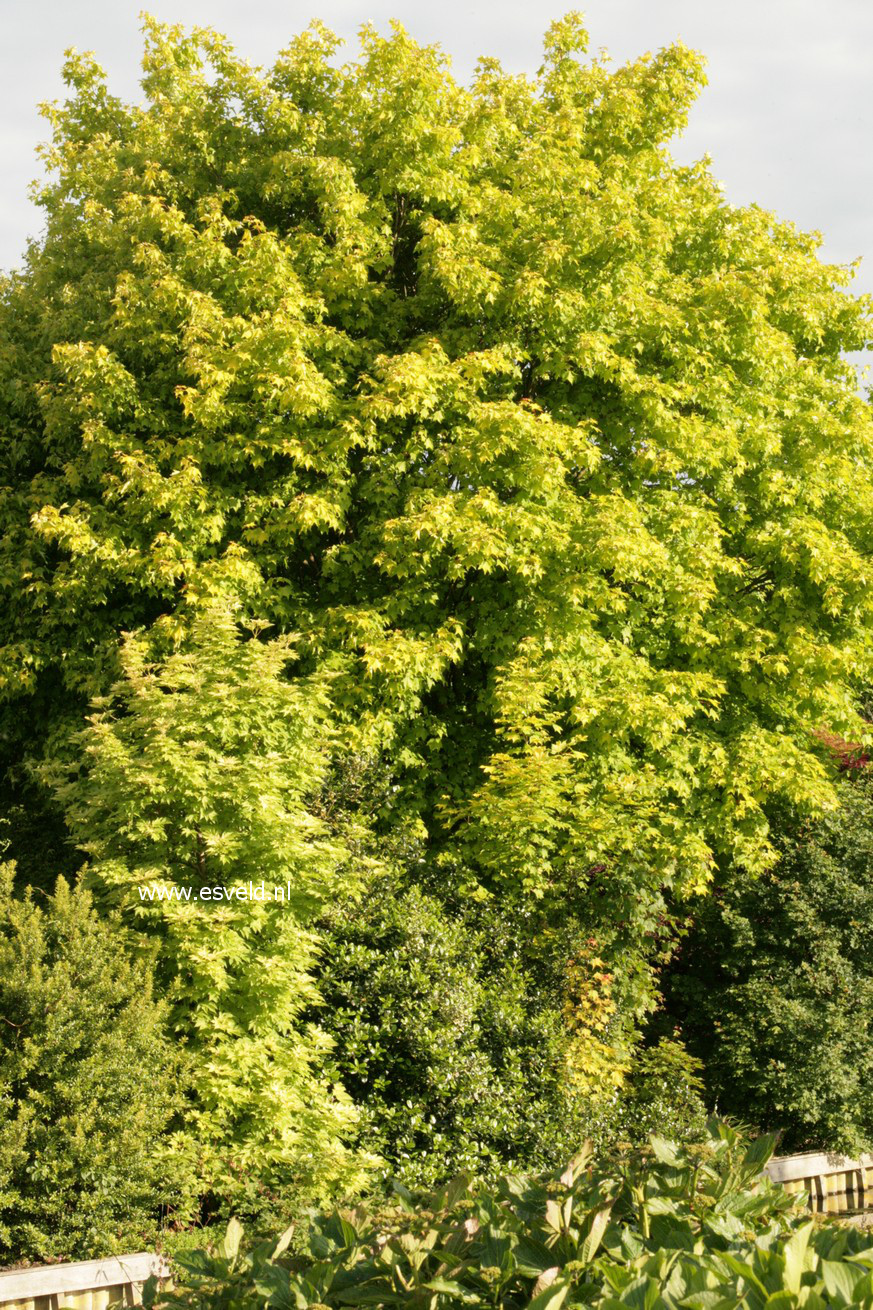 Acer cappadocicum 'Aureum'