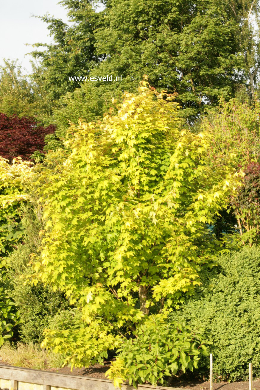 Acer cappadocicum 'De Oirsprong'