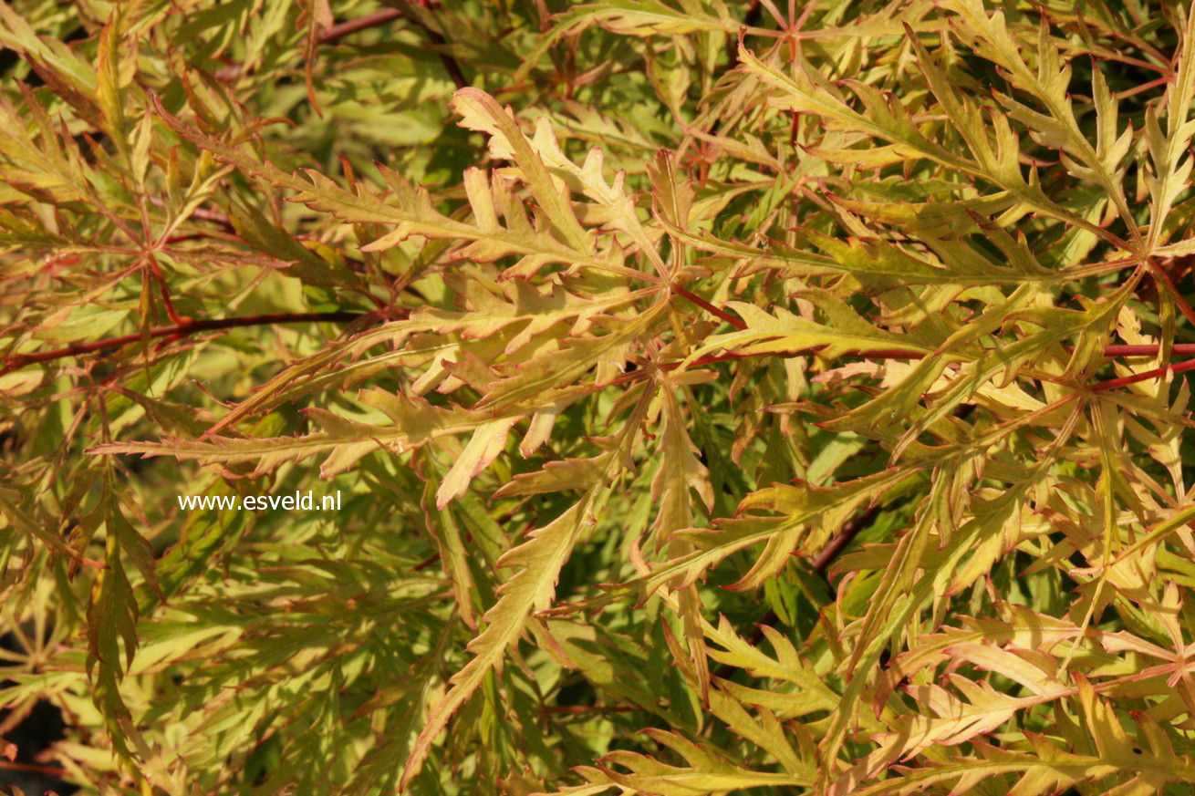 Acer palmatum 'Berrima Bridge'