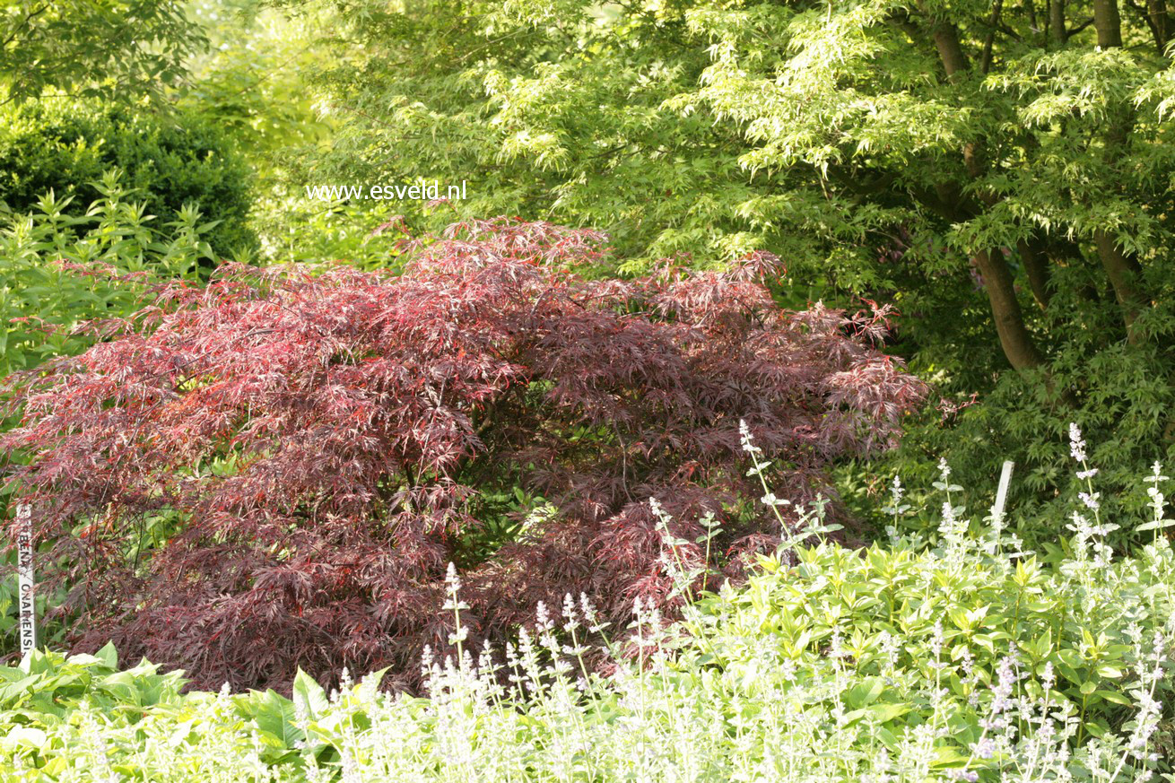 Acer palmatum 'Firecracker'