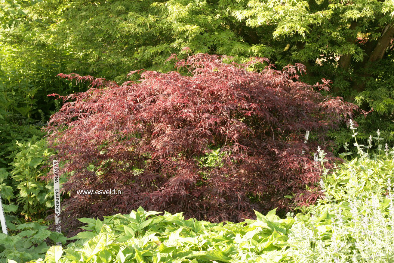 Acer palmatum 'Firecracker'