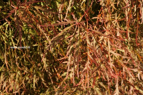 Acer palmatum 'Otto's Dissectum'